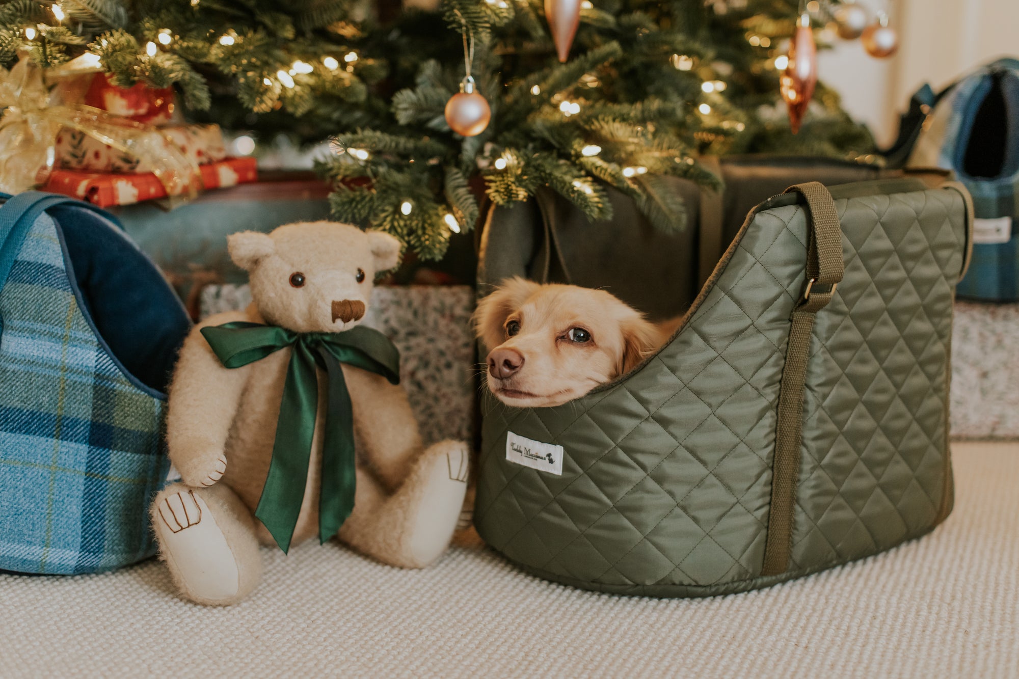 dachshund in dog carrier by Teddy Maximus