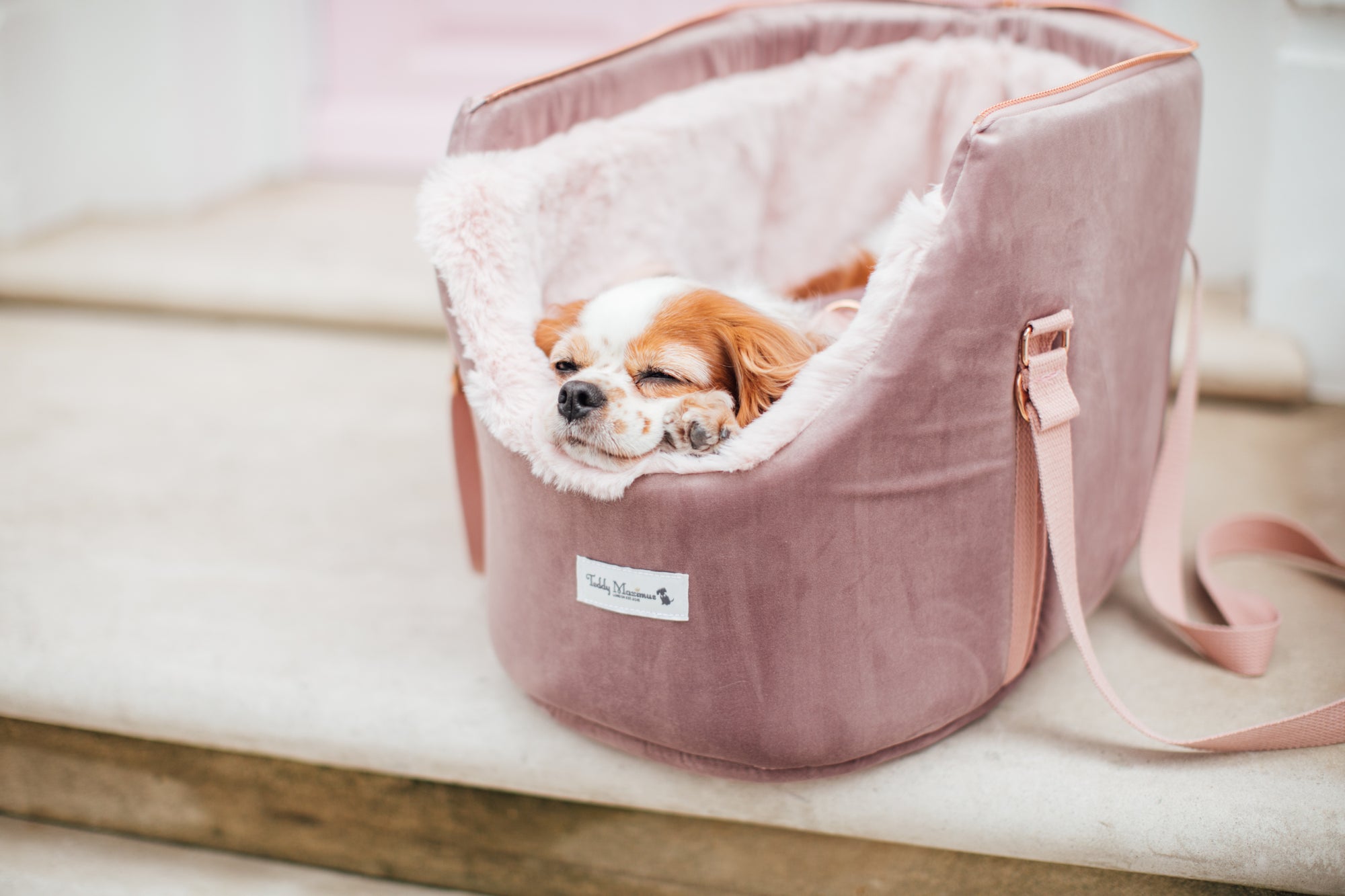 King Charles Cavalier Dog Carriers
