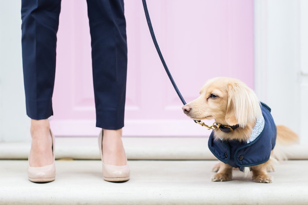 Dog Coats & Harnesses - Strike a Pose!