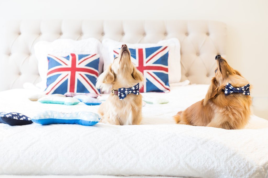 Luxury Dog Bow Ties & Neckerchiefs - Pose Like A Pro!