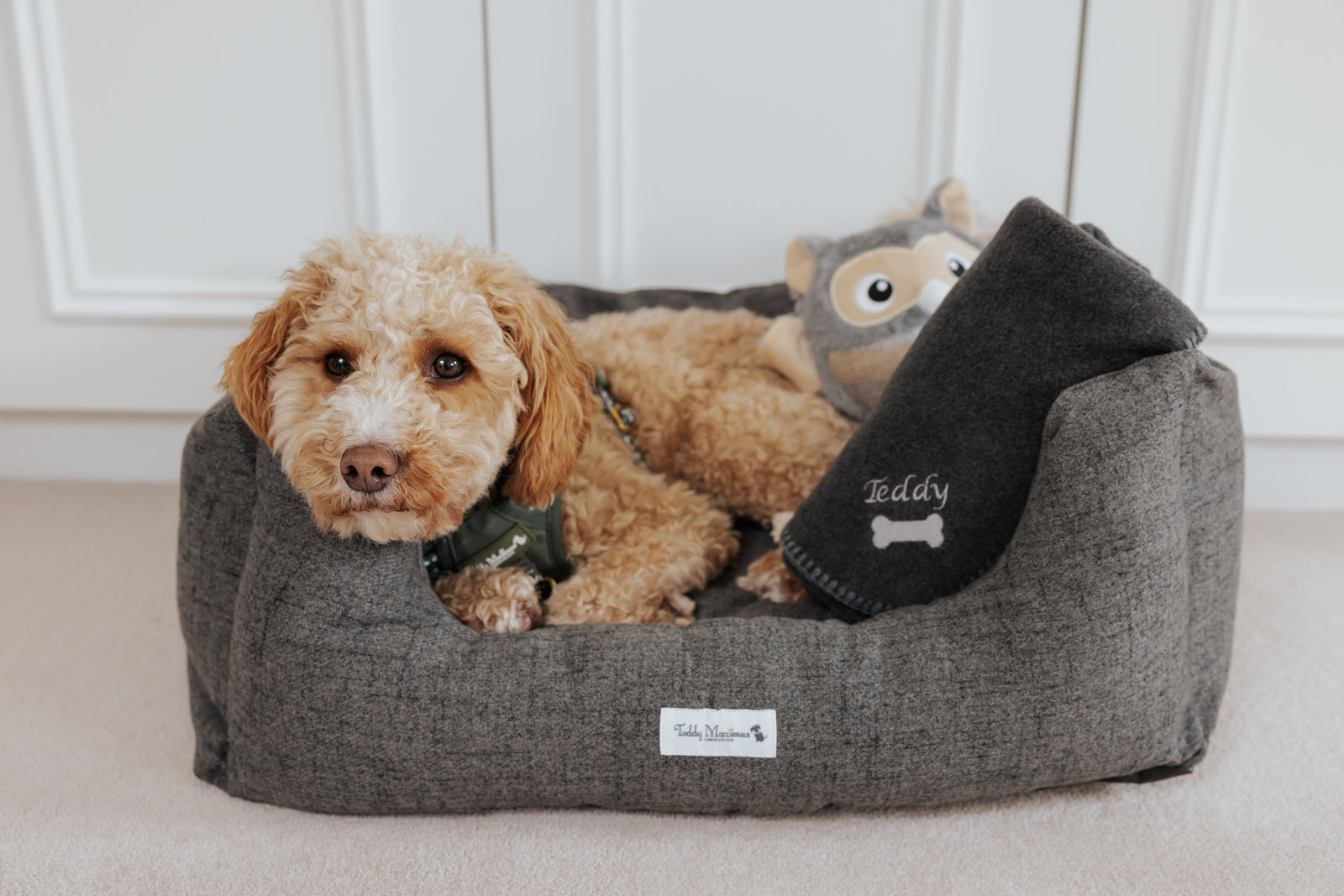Charming pup relaxing in stylish grey dog bed.