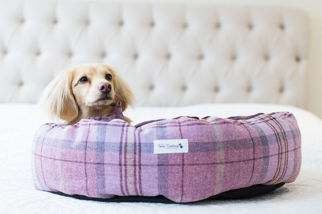 Squeaky Bone Dog Toys