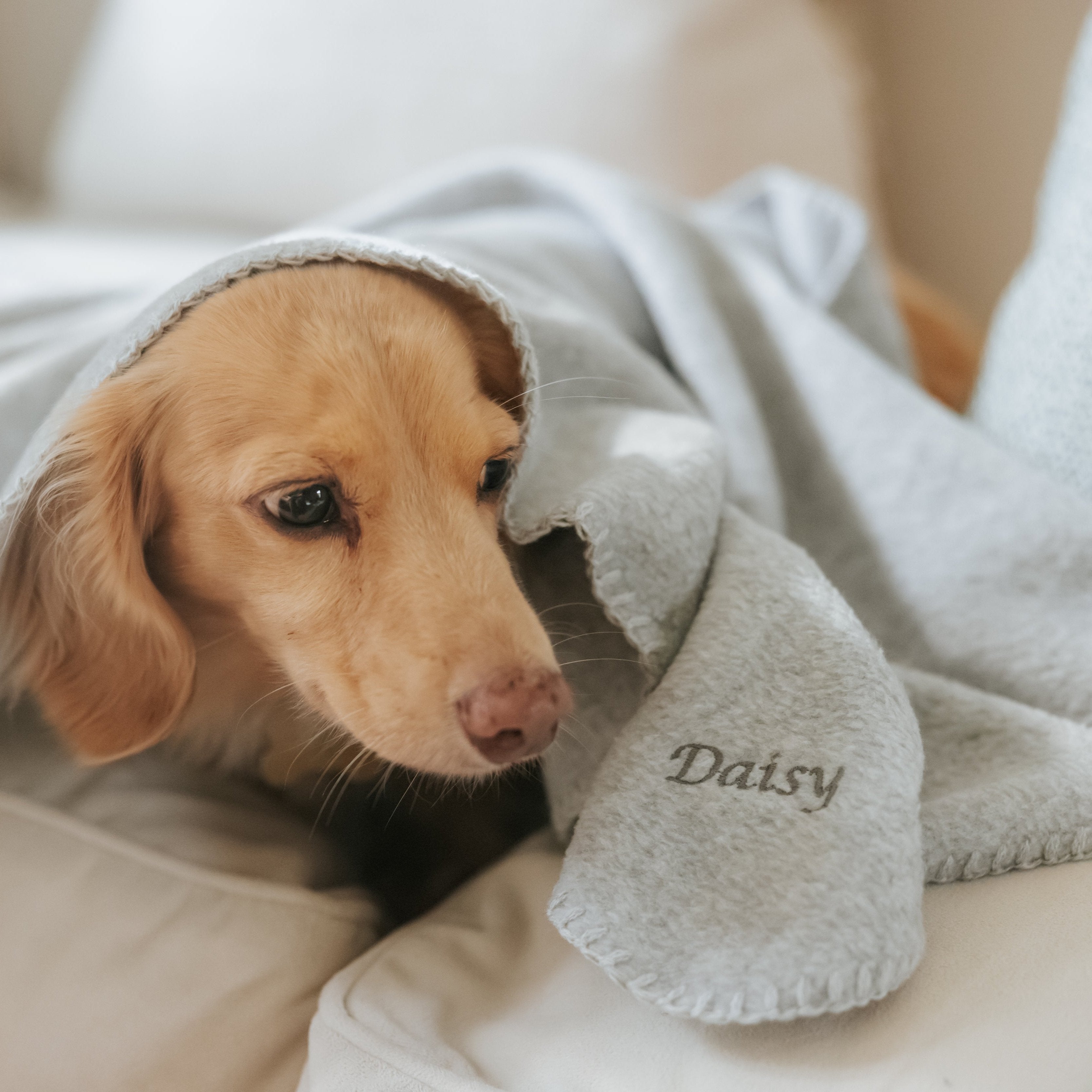 Silver Grey Personalised Fleece Luxury Dog Blanket– Teddy Maximus