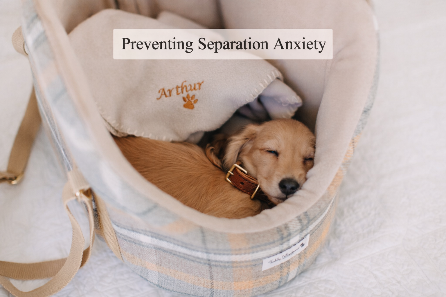 Puppy laying in a Teddy Maximus pet carrier with a personalised Teddy Maximus blanket