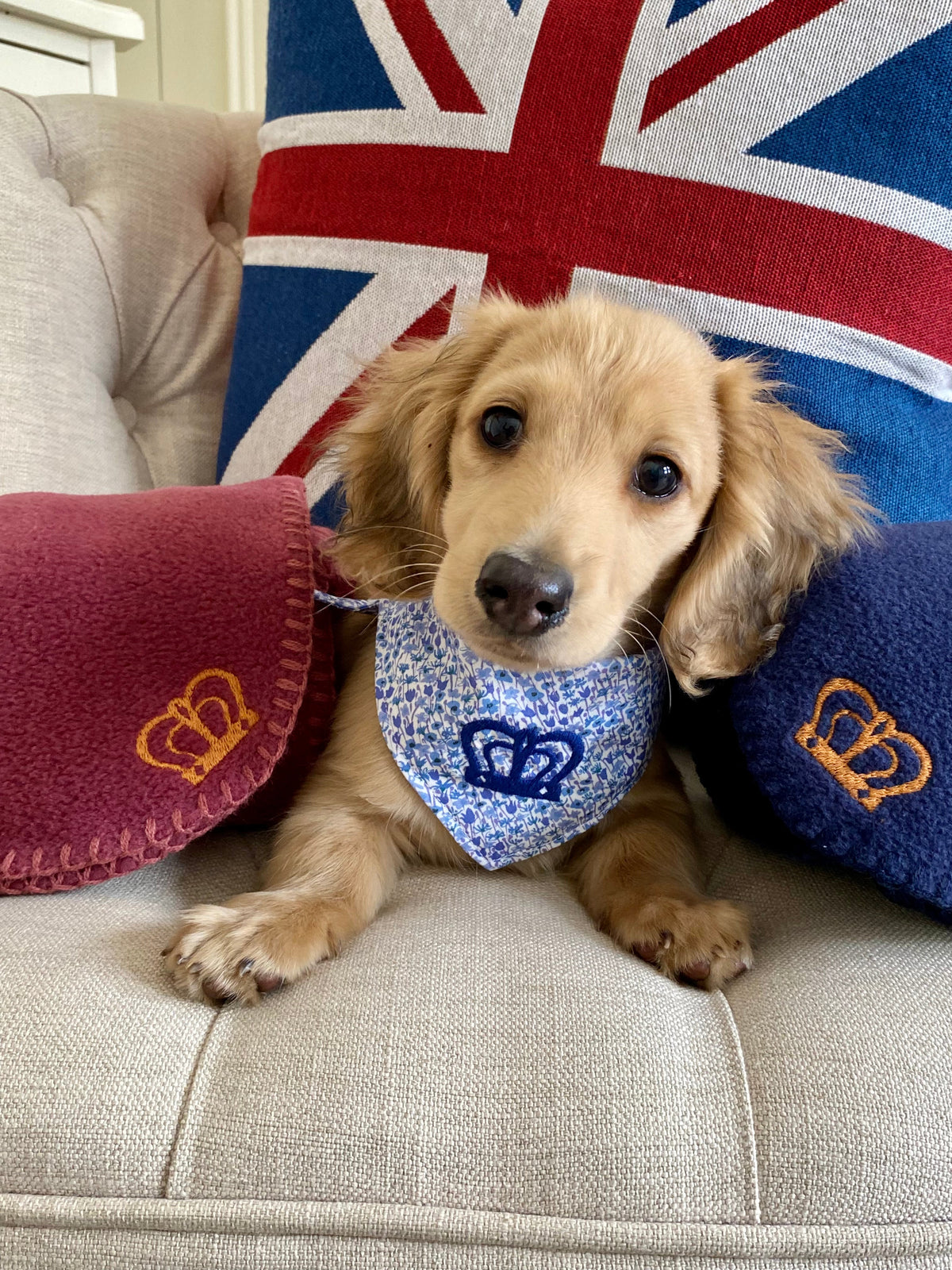 Cosy Coronation Dog Blankets