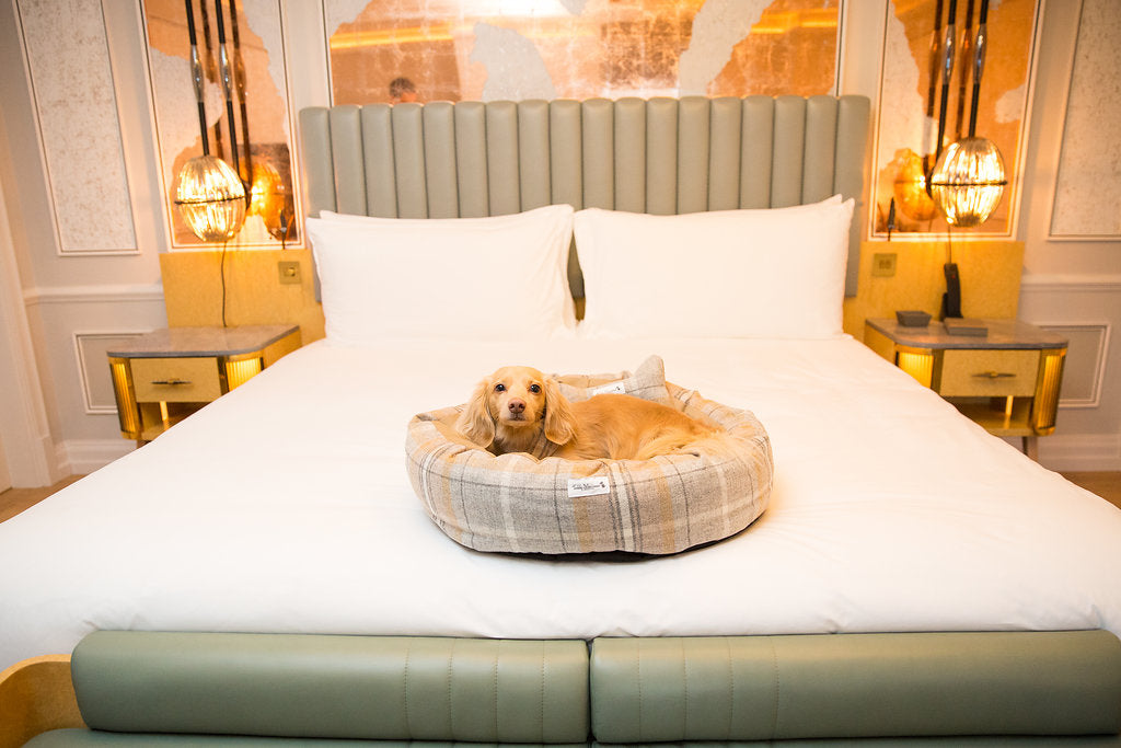 Teddy the Dachshund at the dog friendly Mandarin Oriental Hotel, Hyde Park London