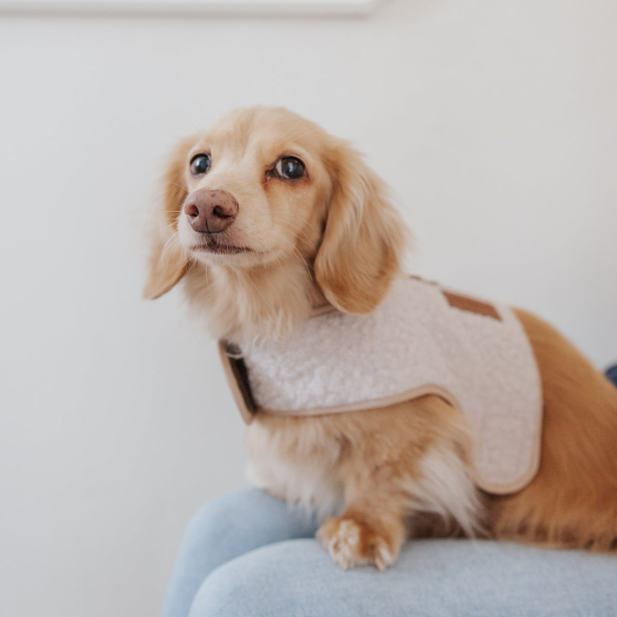 The Teddy Vanilla Latte Bouclé Luxury Dog Harness