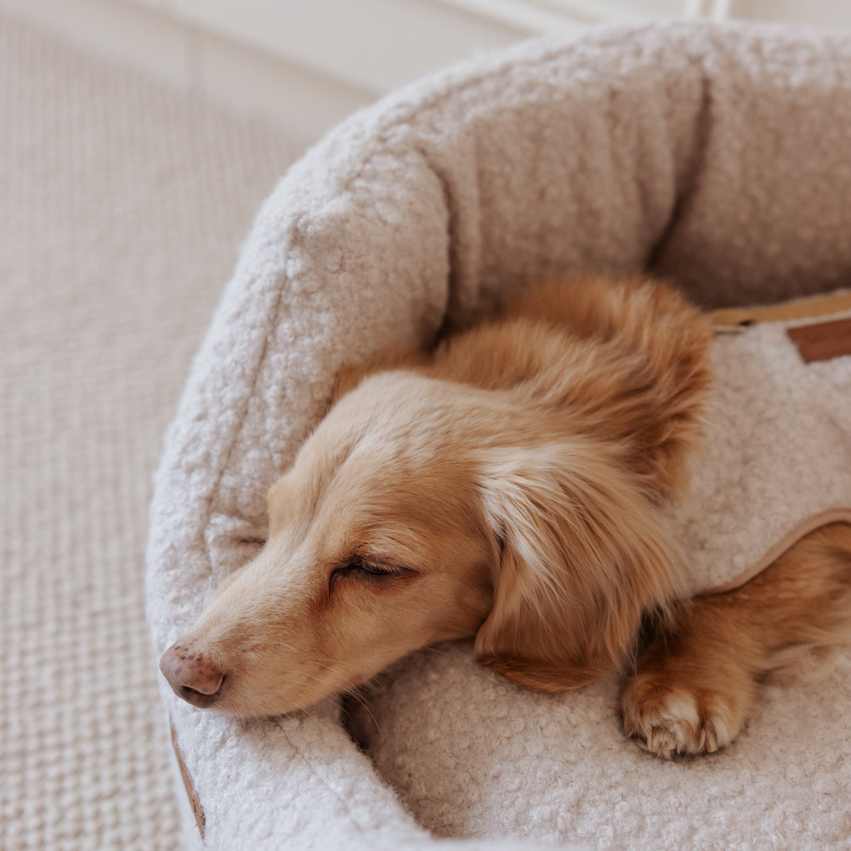The Teddy Vanilla Latte Bouclé Nest Dog Bed