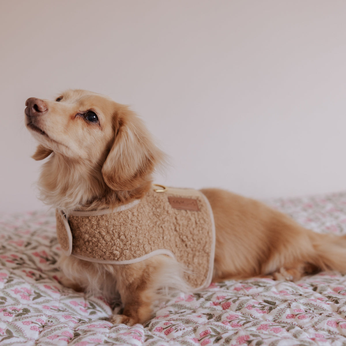 The Teddy Cappuccino Bouclé Luxury Dog Harness