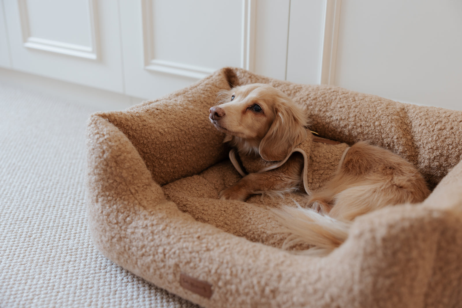 The Teddy Cappuccino Bouclé Rectangle Dog Bed