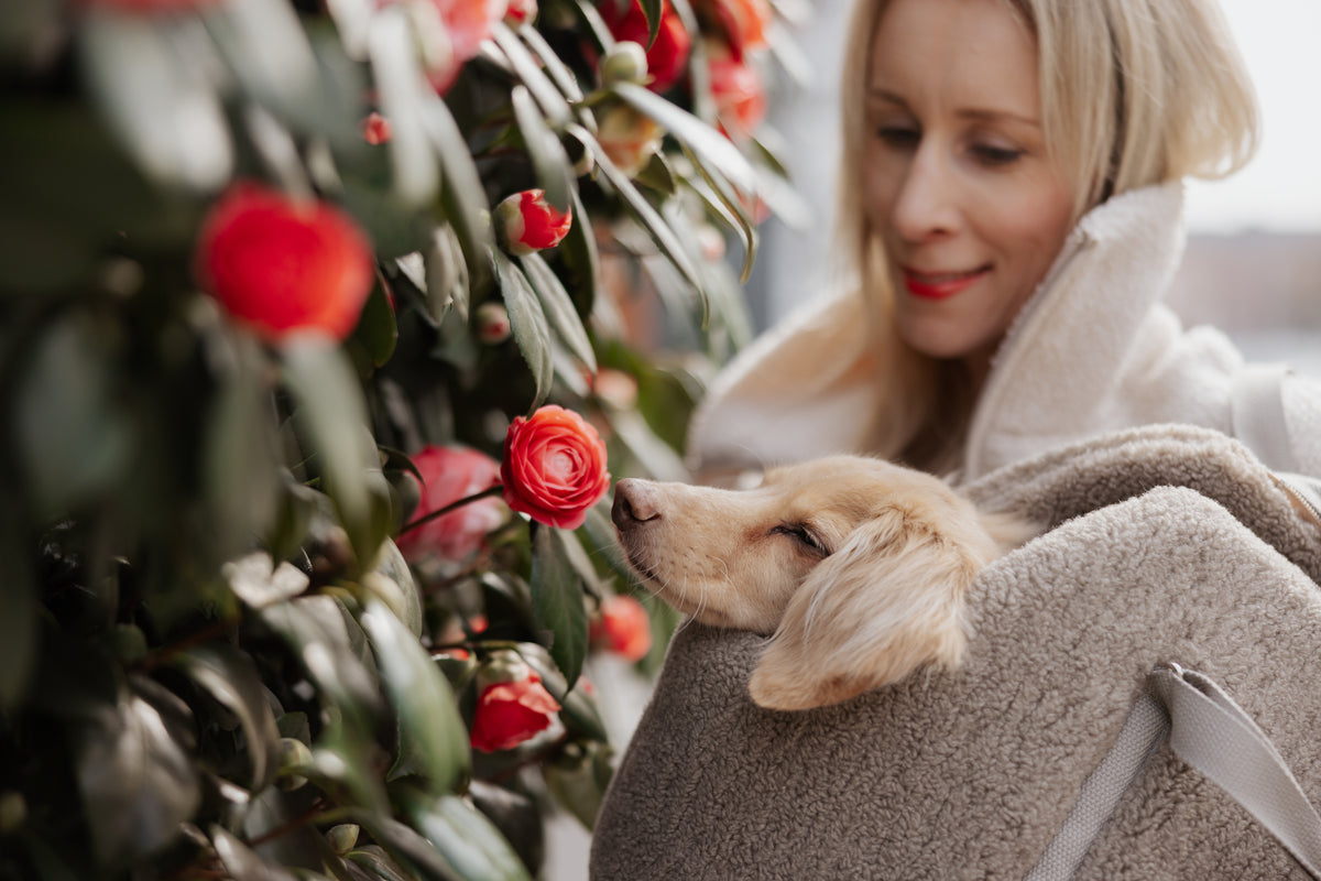 The Teddy Café Latte Sherpa Dog Carrier