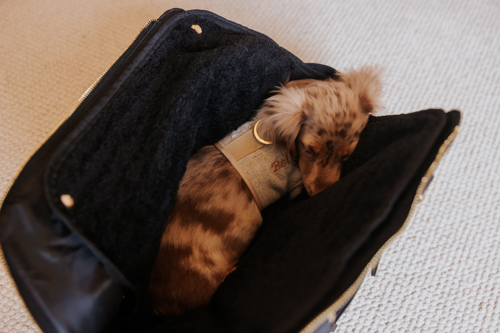 Small dog in a beige Teddy Maximus harness asleep in a black fleece lined dog carrier.