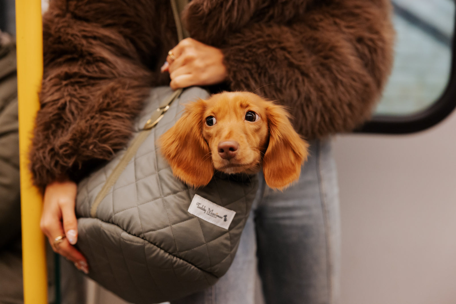 Dog in a grey carrier held by a person on a bus