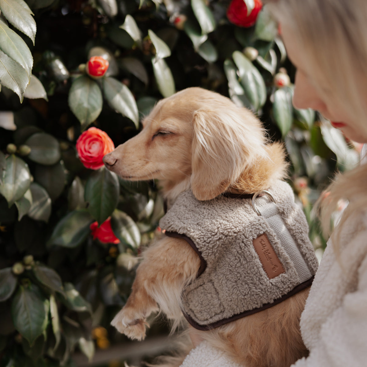 The Teddy Café Latte Sherpa Fleece Dog Harness