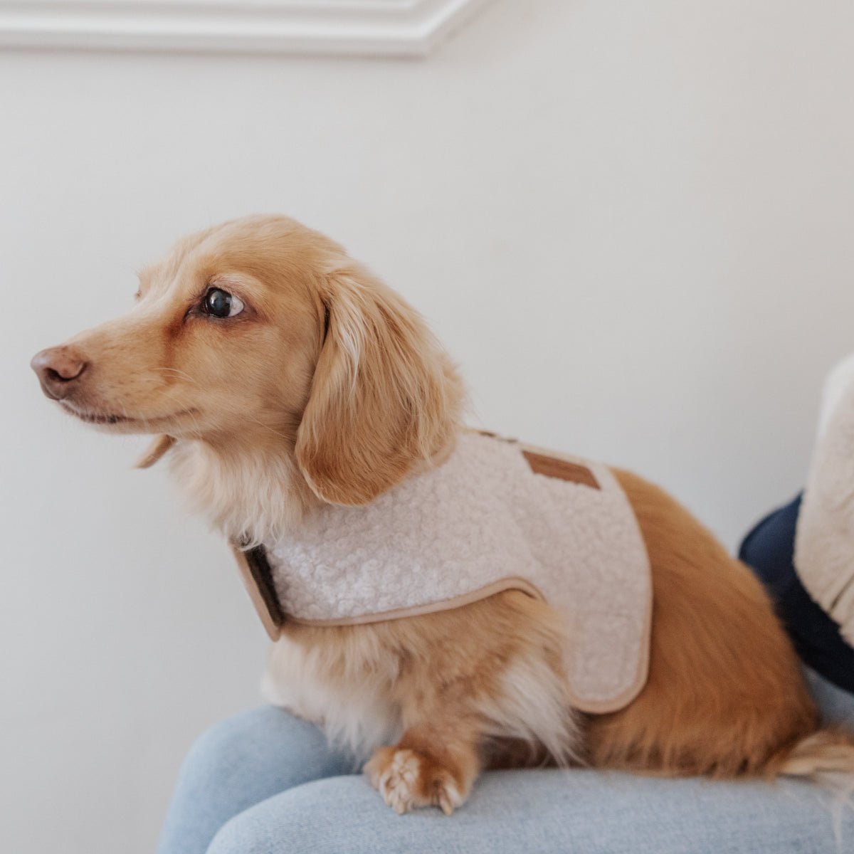 The Teddy Vanilla Latte Bouclé Luxury Dog Harness