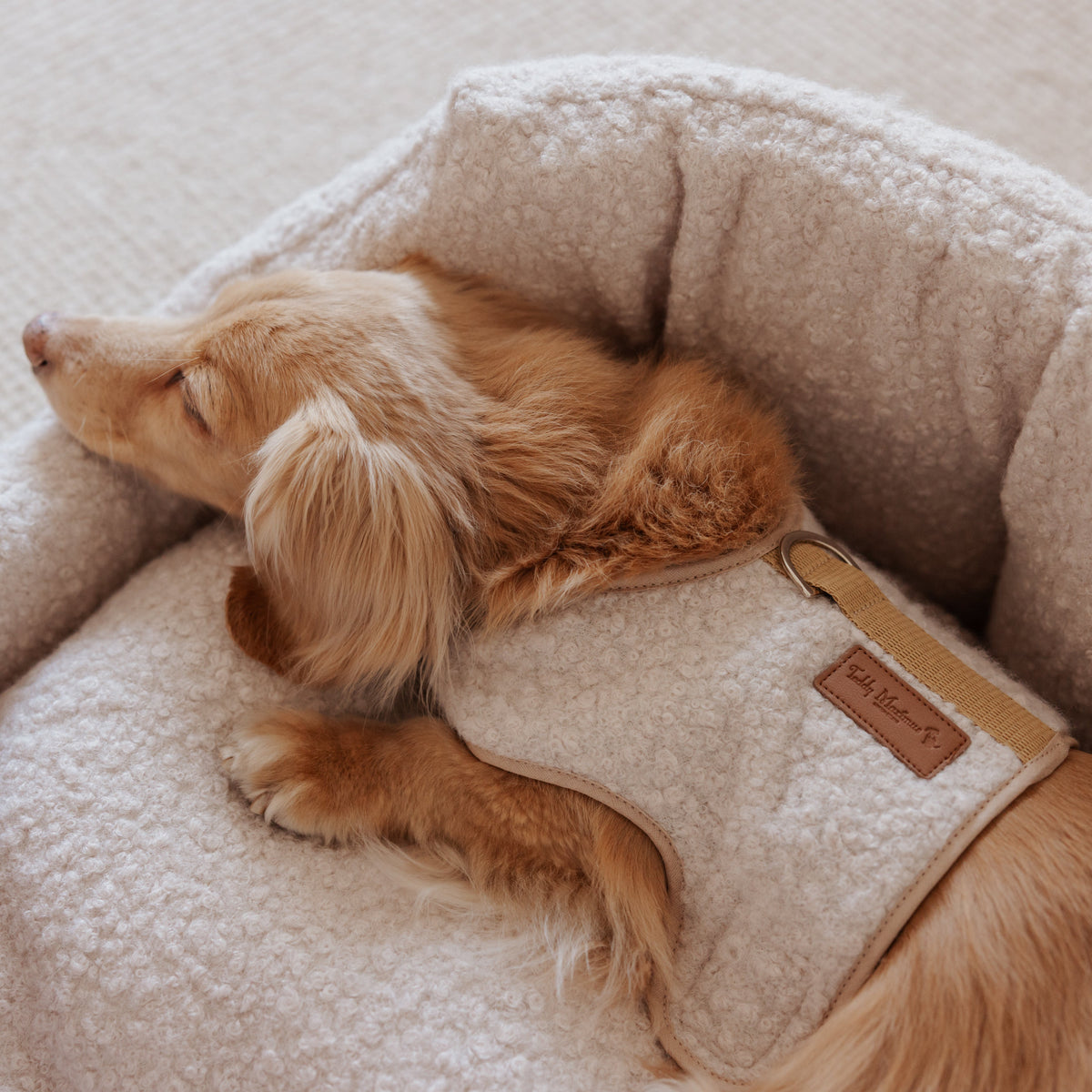 The Teddy Vanilla Latte Bouclé Luxury Dog Harness