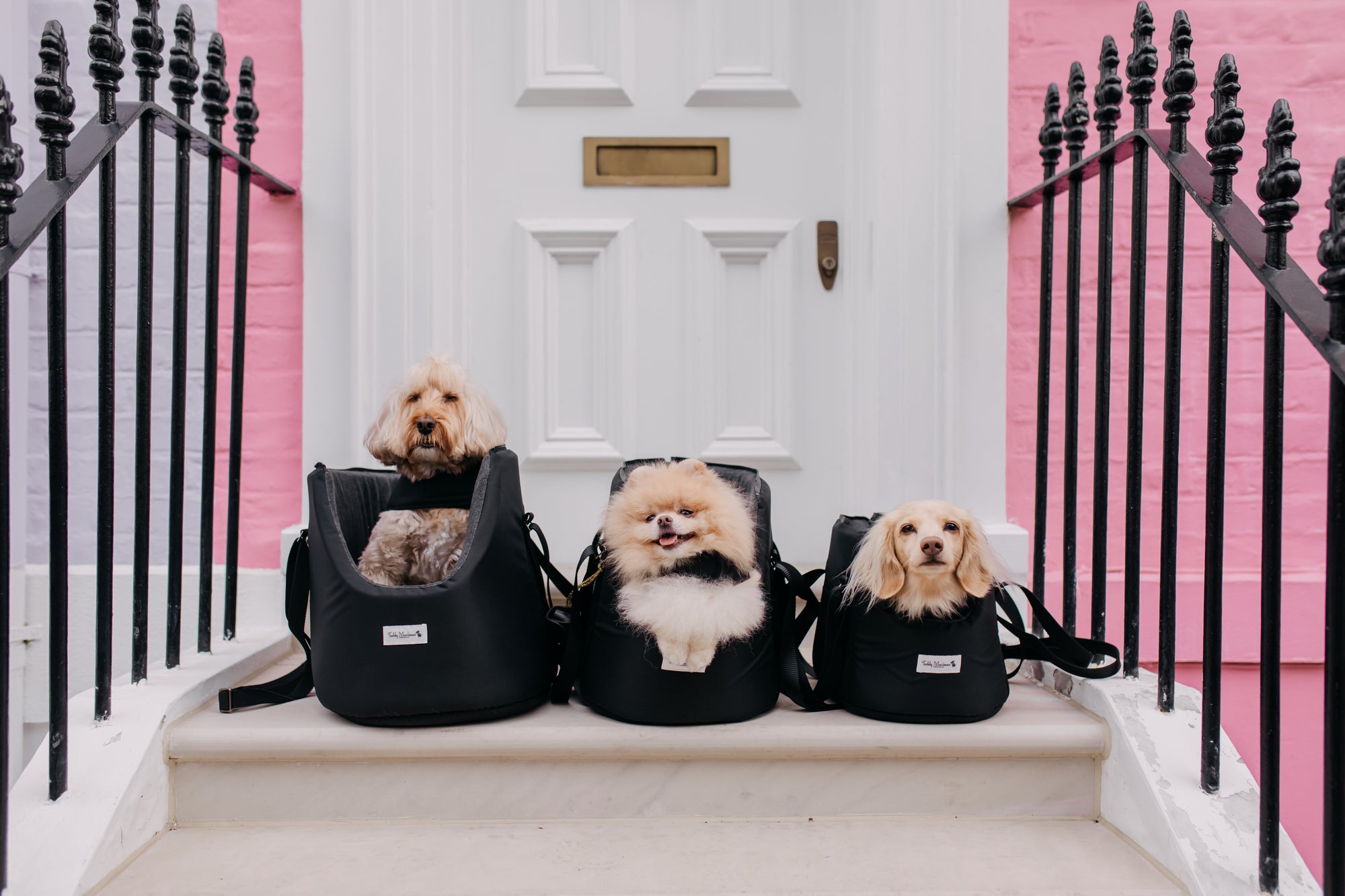 British Dog Accessories, Carriers and Toys | Teddy Maximus