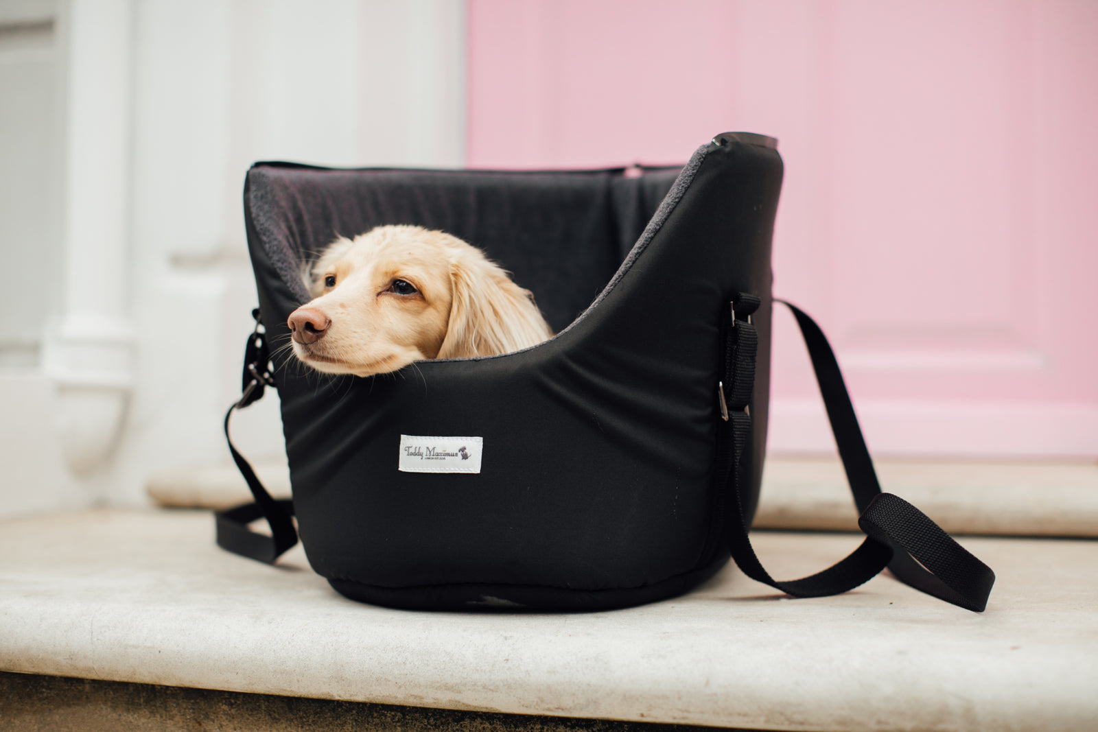 Luxury Dog Accessories, Carriers and Teddy Maximus