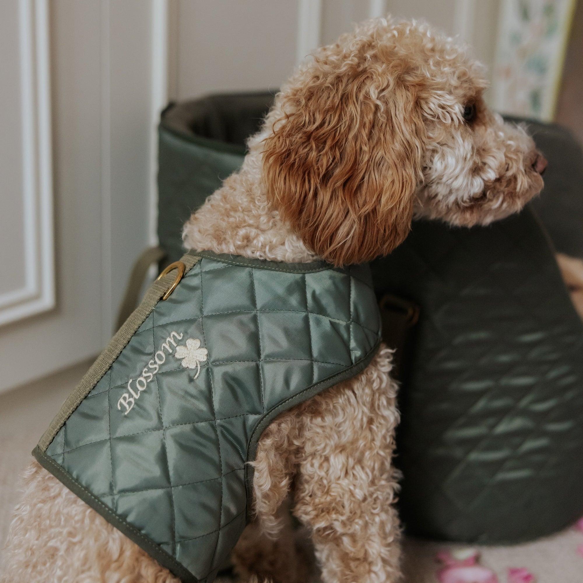 The Explorer Quilted Comfort Luxury Dog Harness