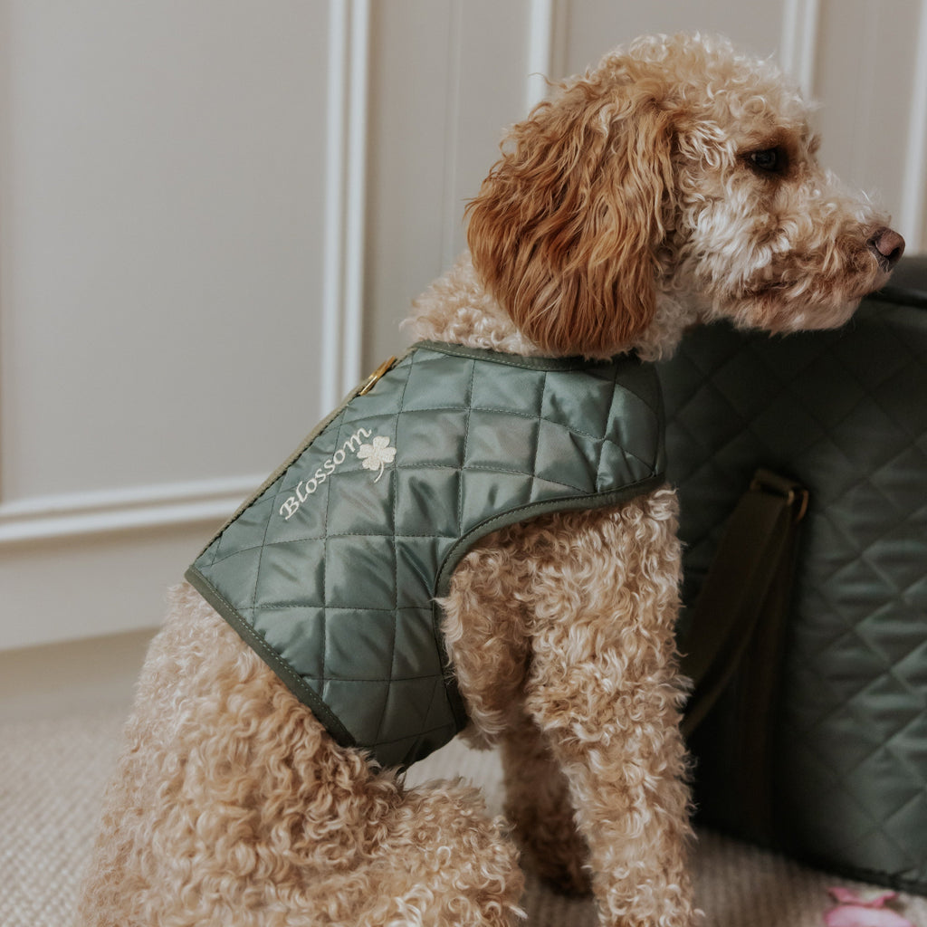 The Explorer Quilted Comfort Luxury Dog Harness– Teddy Maximus