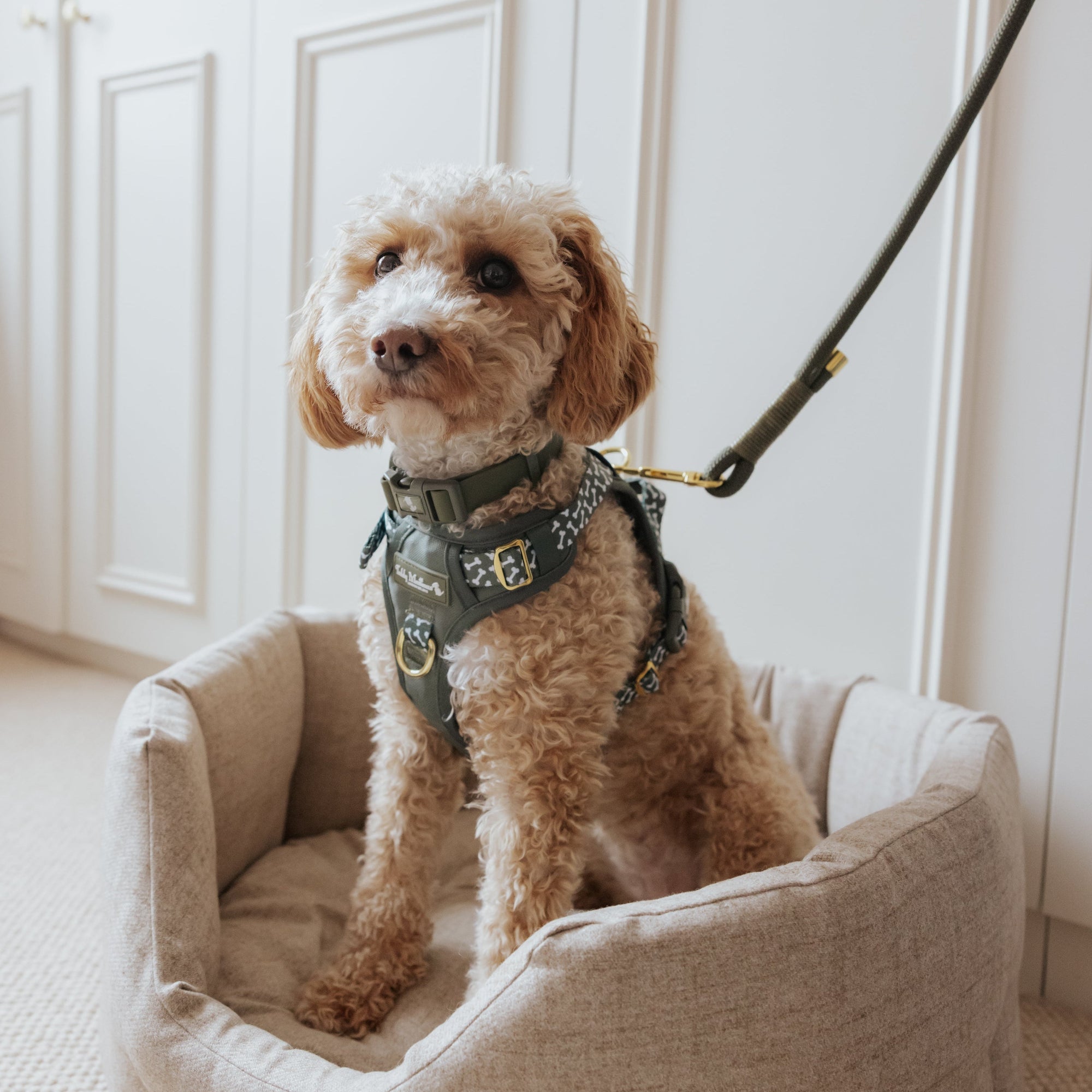 The Explorer NEW! Non Pull Multi-Point Dog Harness