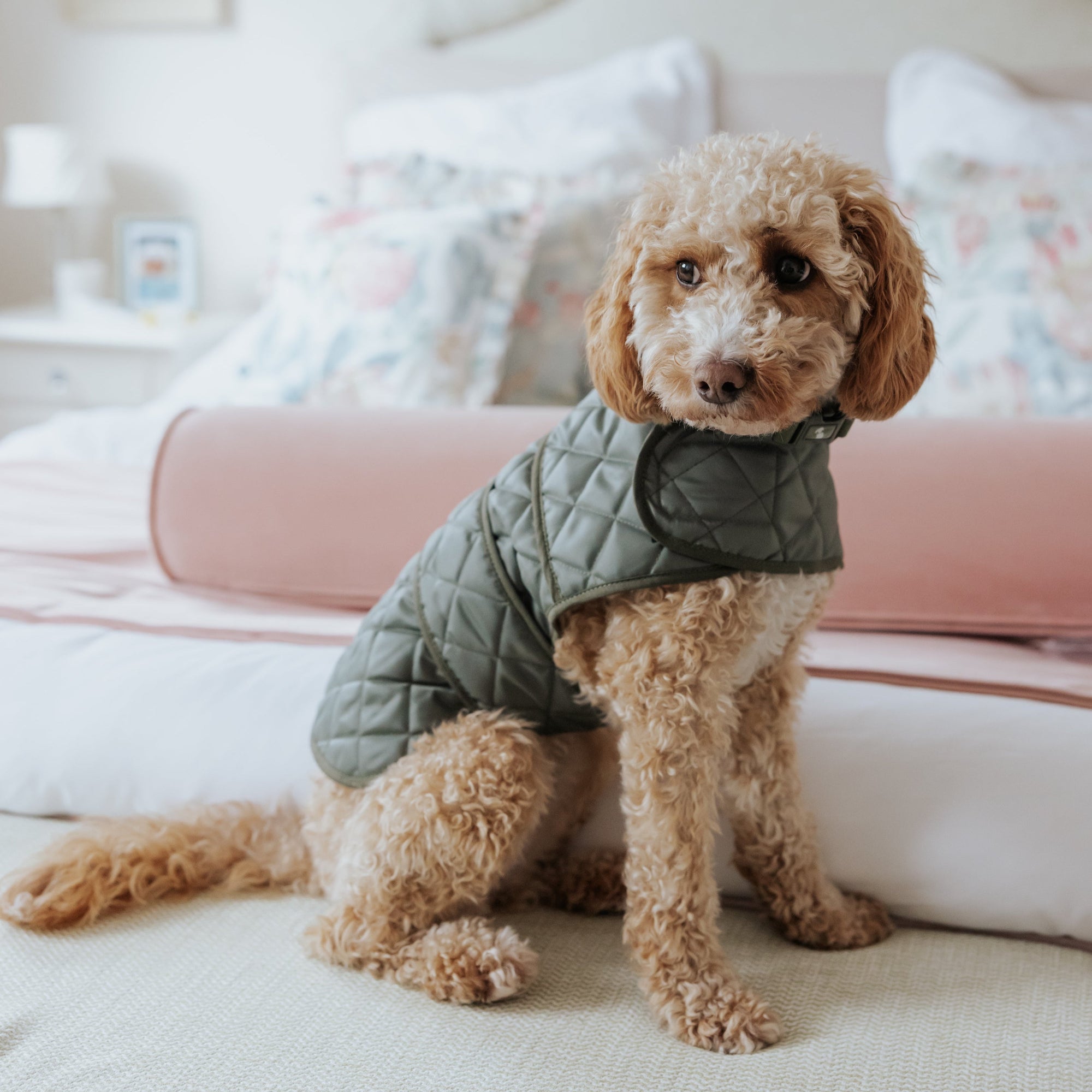 The Explorer Cosy Quilted Luxury Dog Coat