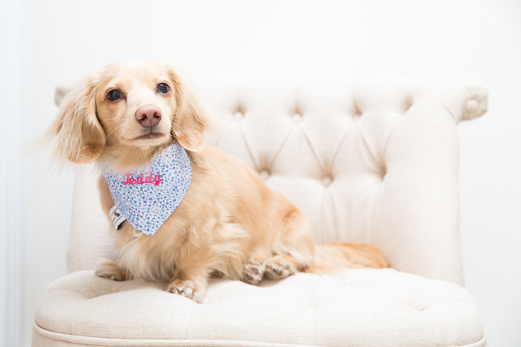 Teddy wears a personalised neckerchief by Teddy Maximus - luxury dog accesories made in the UK