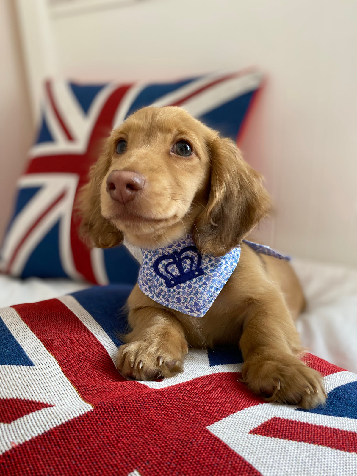 Coronation Dog Neckerchief by Teddy Maximus