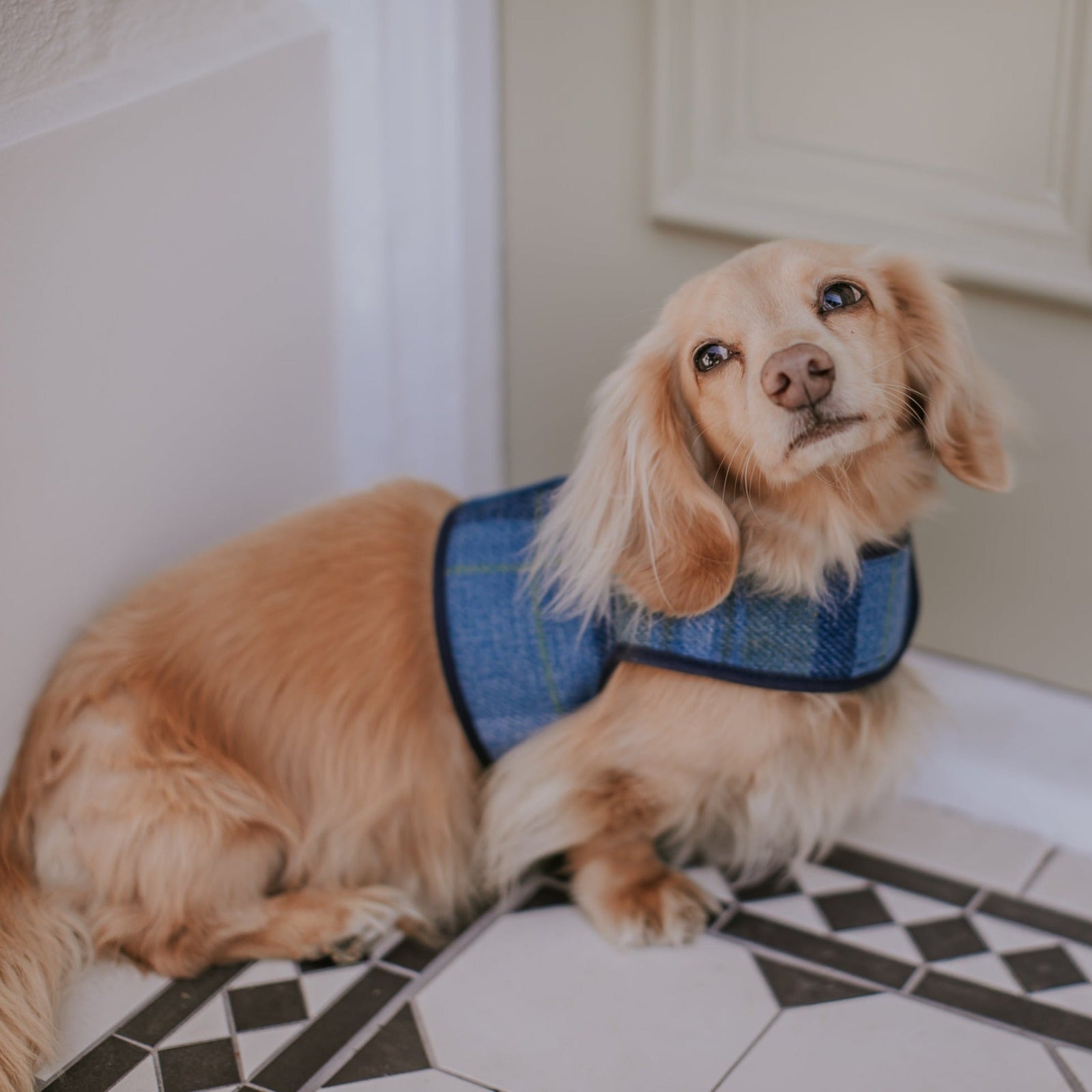 Cotswold Blue Dog Harness