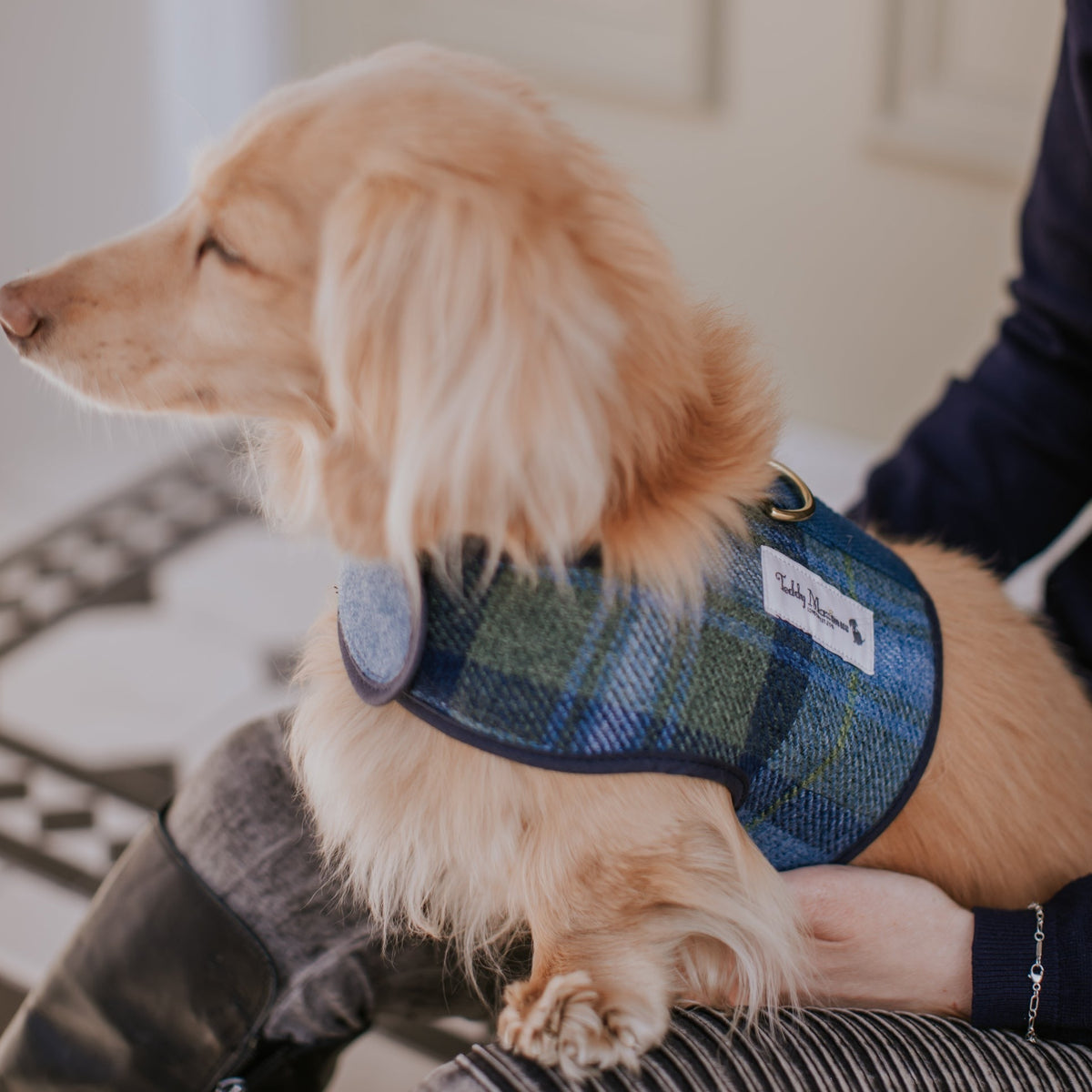 Cotswold Blue Dog Harness