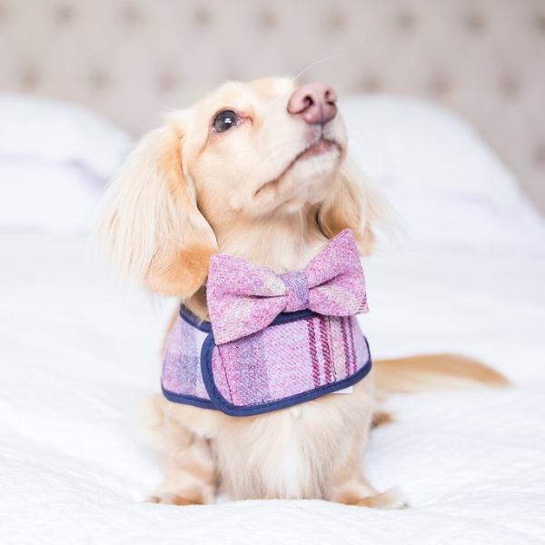 Pink Shetland Wool Dog Harness