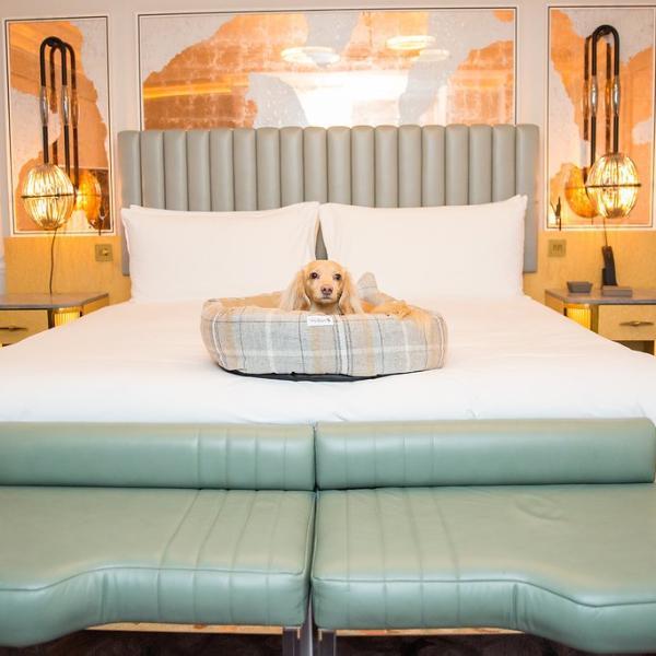 Sand Shetland Wool Cocoon Bed