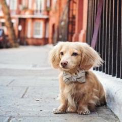 Sand Shetland Wool Dog Bow Tie