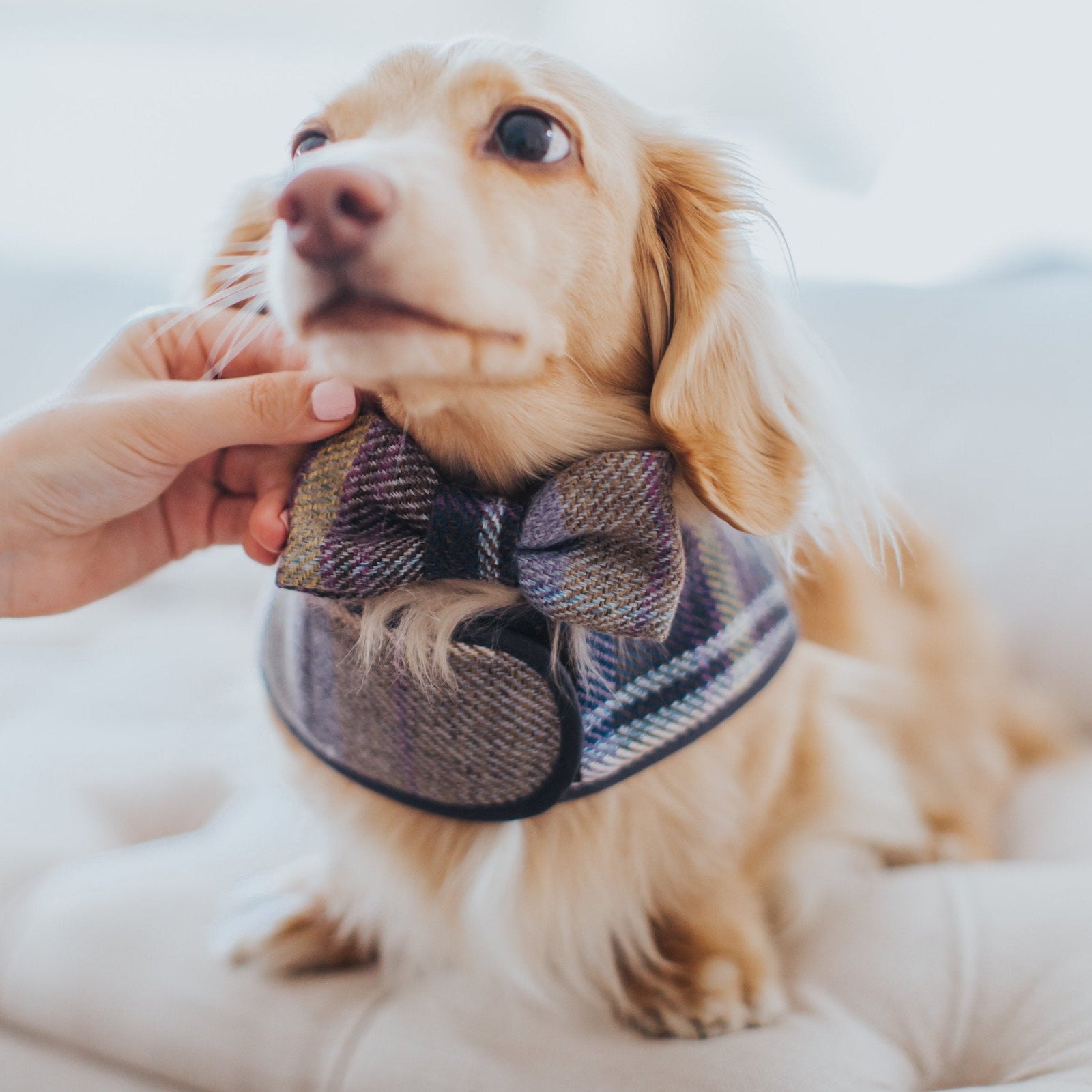 The Cambridge Dog Bow Tie